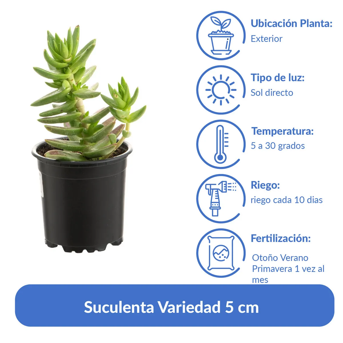 LAS BANDURRIAS - Suculenta Variedad 5 cm Natural CT10
