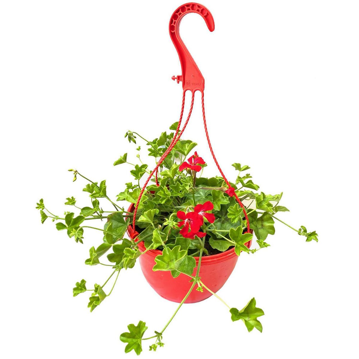 FLORES DE MI TIERRA - Hiedra Cardenal 25 cm Natural CT20