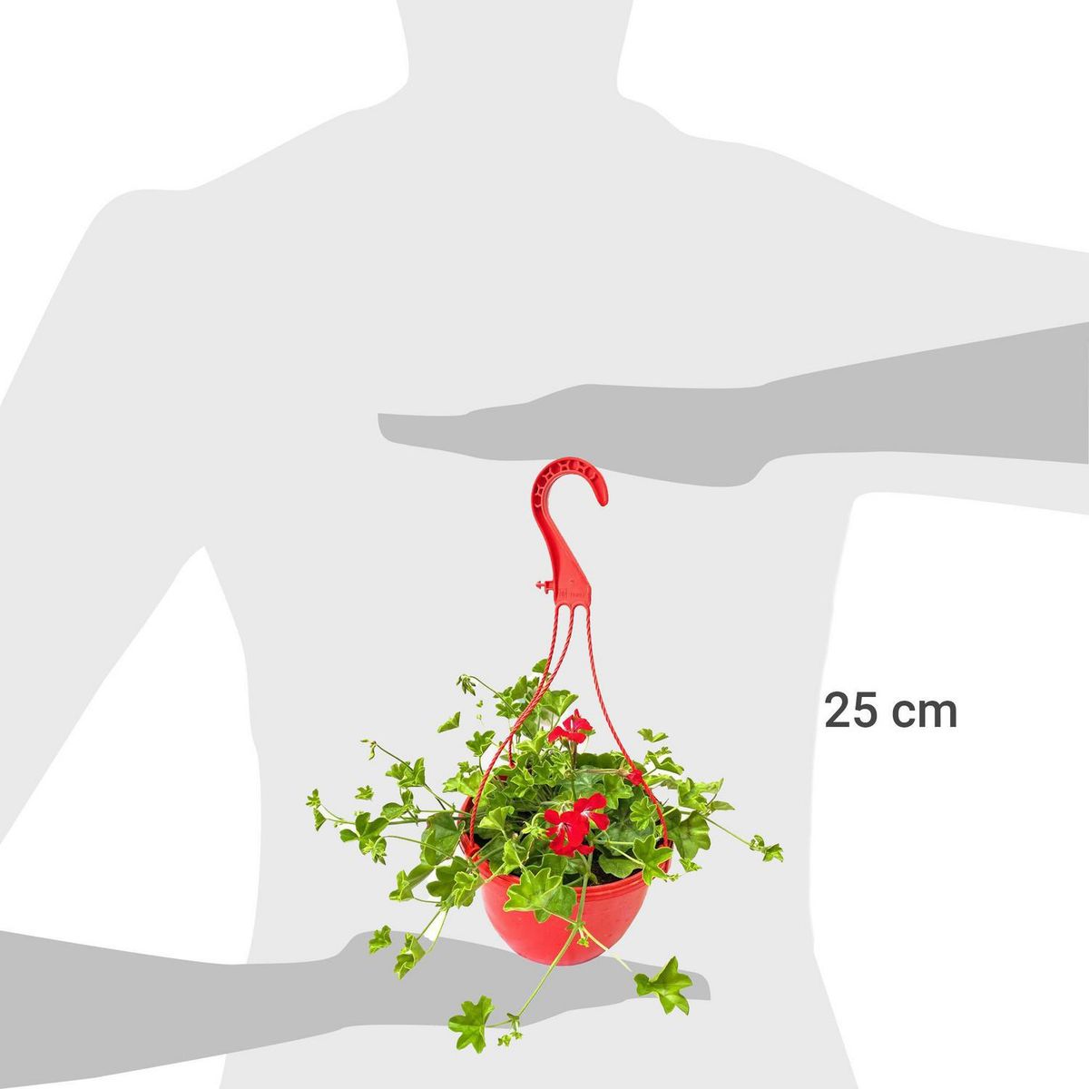 FLORES DE MI TIERRA - Hiedra Cardenal 25 cm Natural CT20