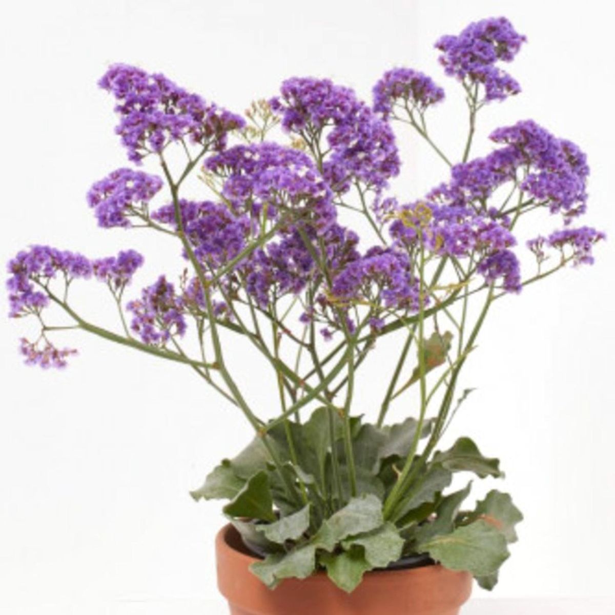FLORES DE MI TIERRA - Limonium 30 cm Natural CT17