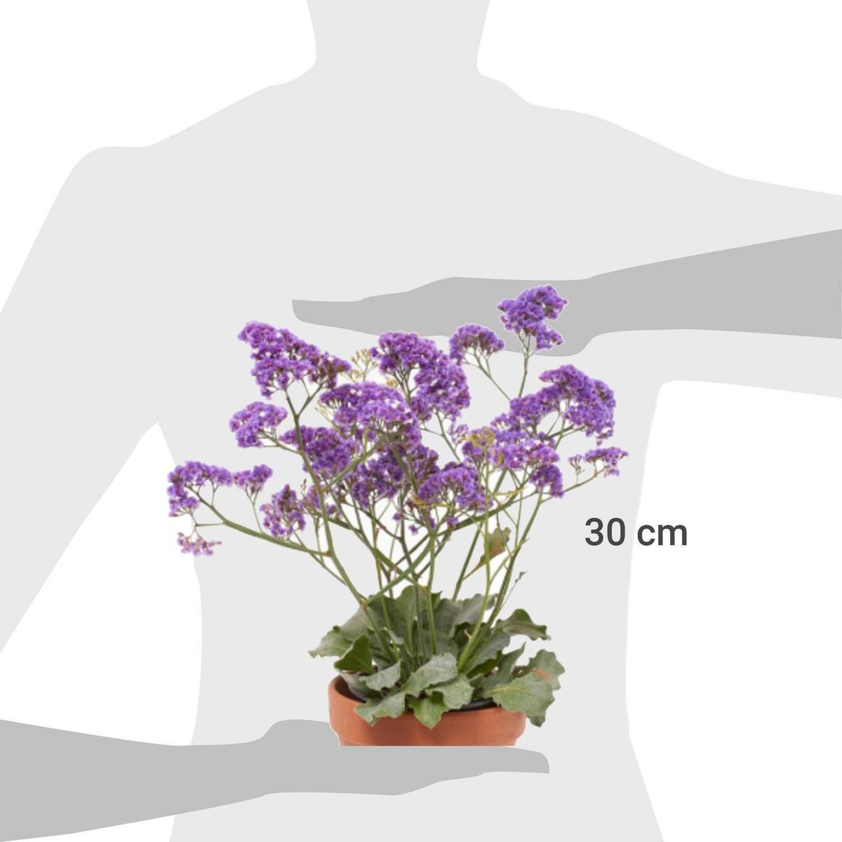 FLORES DE MI TIERRA - Limonium 30 cm Natural CT17