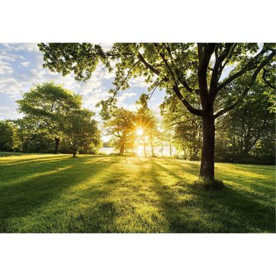 Fotomural Golden Moment 8743 8P