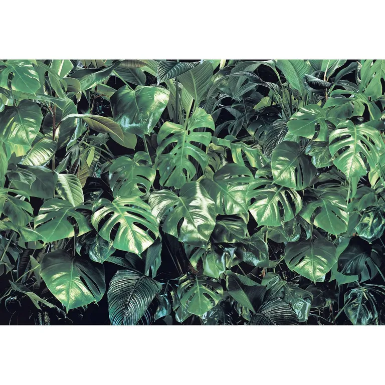 KOMAR Papel Fotomural Verde 9,3 m2