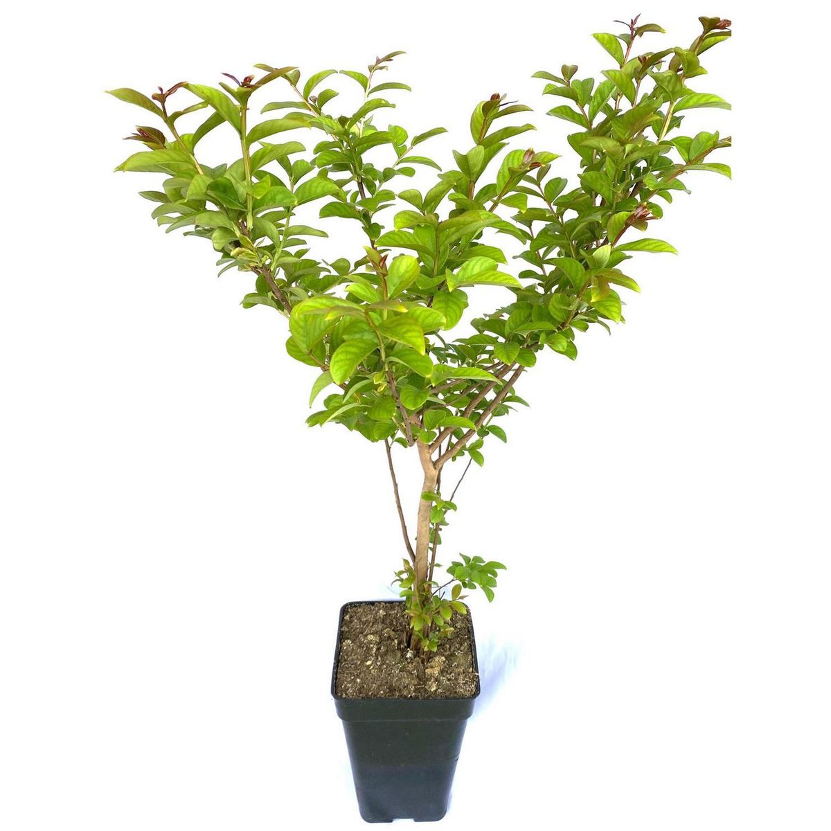 FLORES DE MI TIERRA - Planta Crespon Natural 80 cm