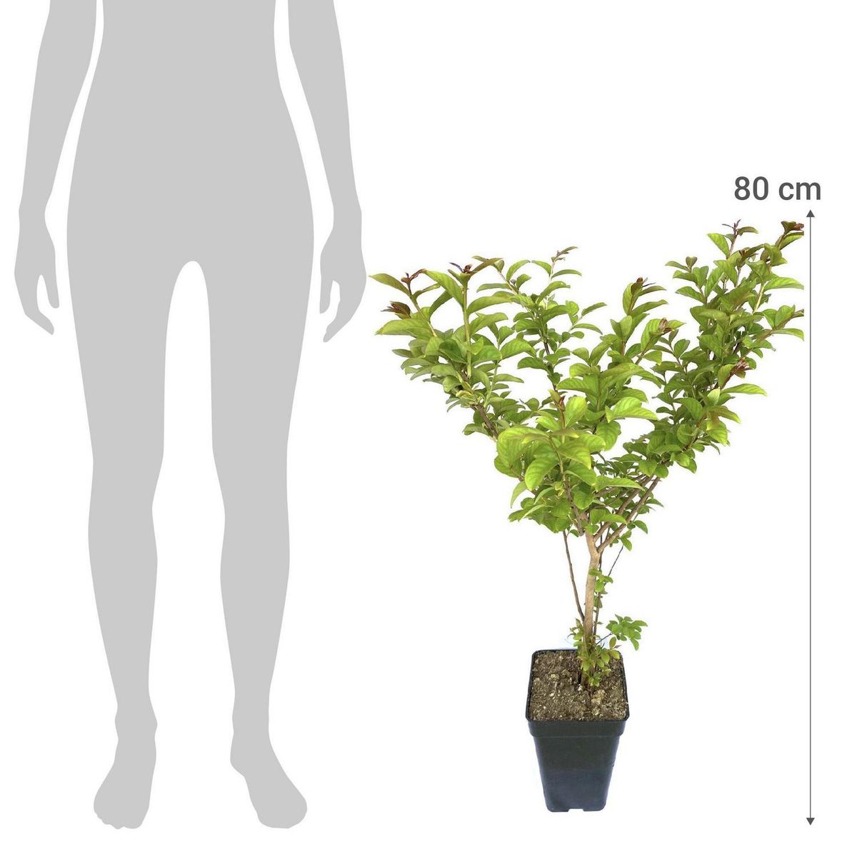 FLORES DE MI TIERRA - Planta Crespon Natural 80 cm