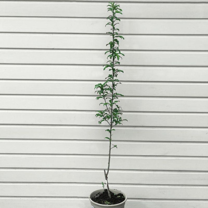 JARDIN SECRETO - Ciruelo Black 1,5 mt CT23