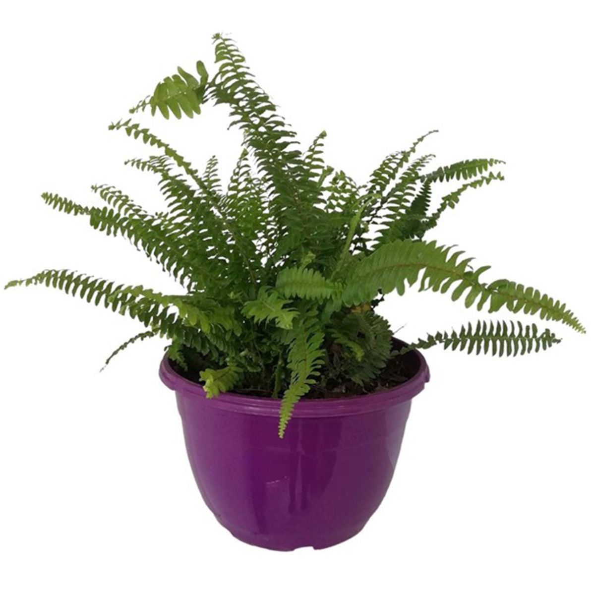 GENERICO - Helecho Peine 15 cm Natural CT15