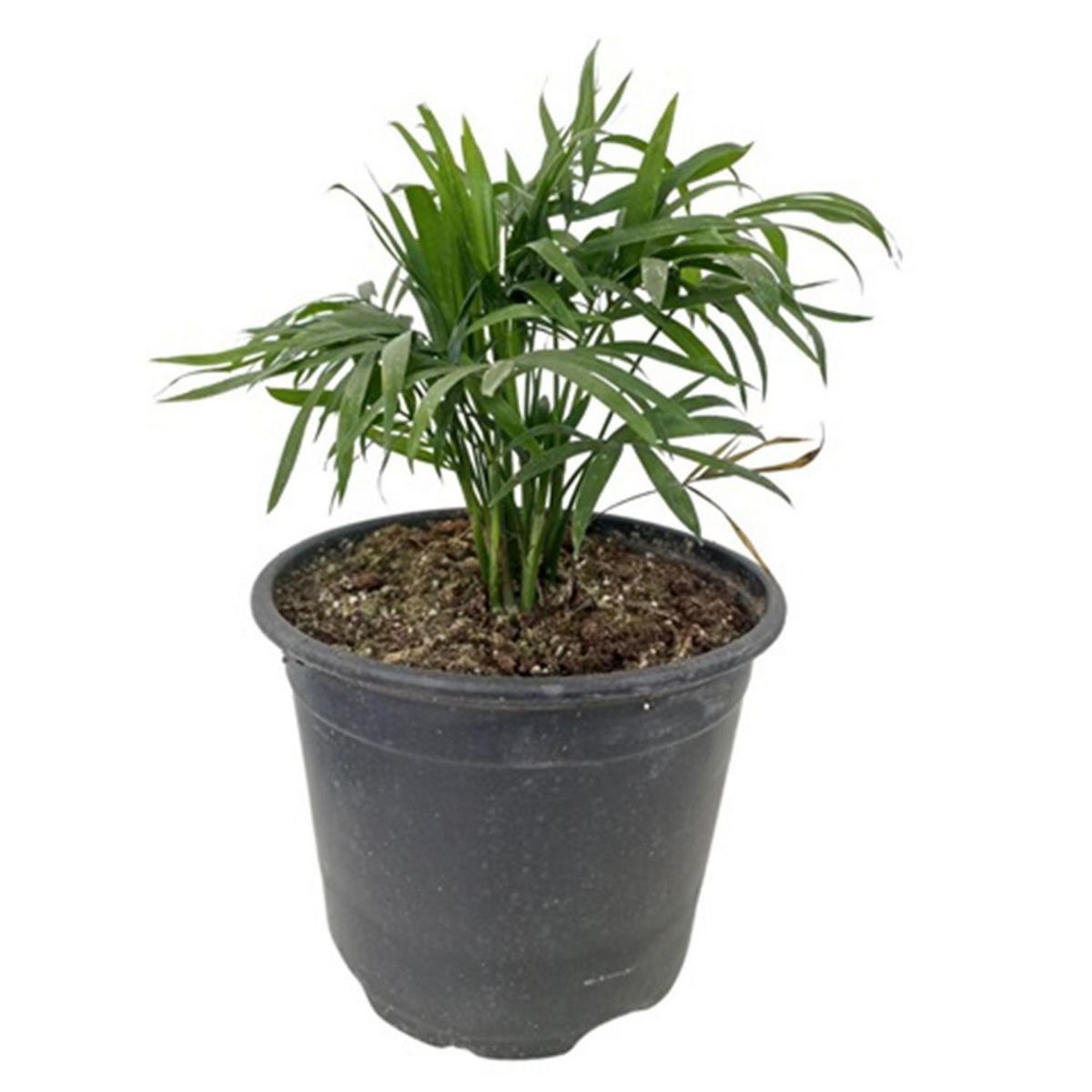 GENERICO - Planta Chamaedorea Elegans Natural 20 cm