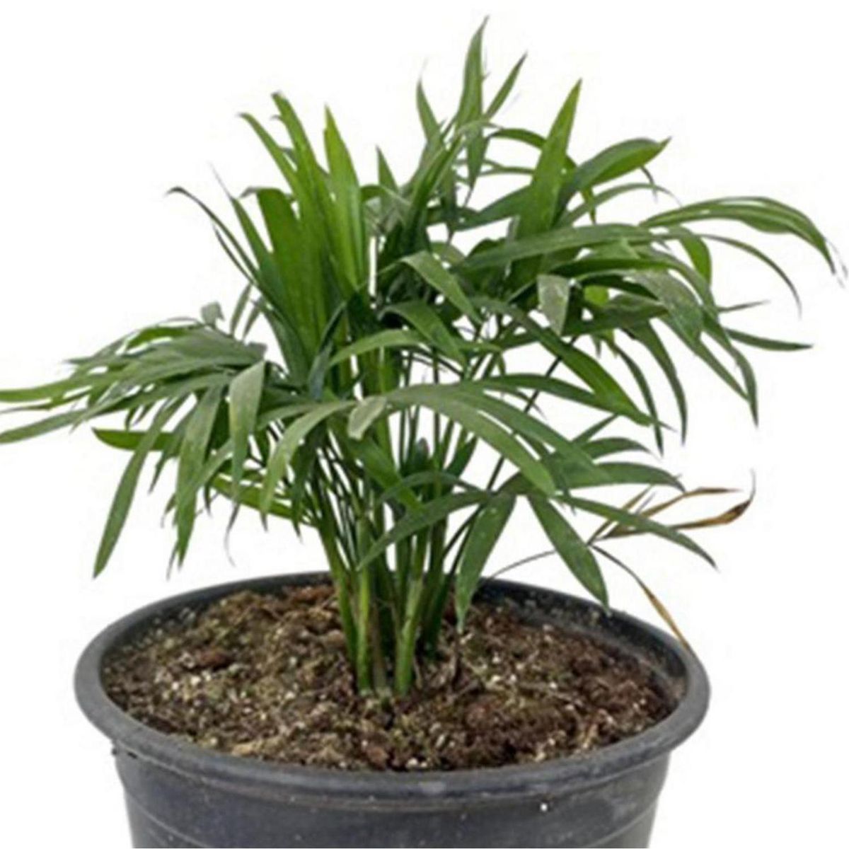 GENERICO - Planta Chamaedorea Elegans Natural 20 cm