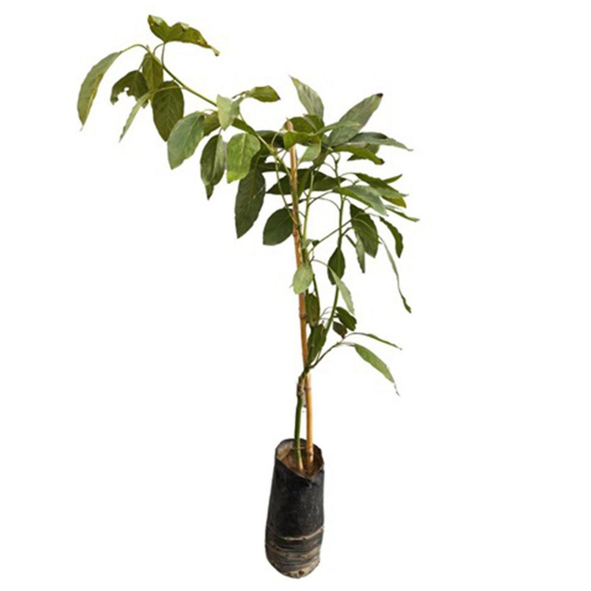 GENERICO - Árbol Palto Hass Natural 120 cm