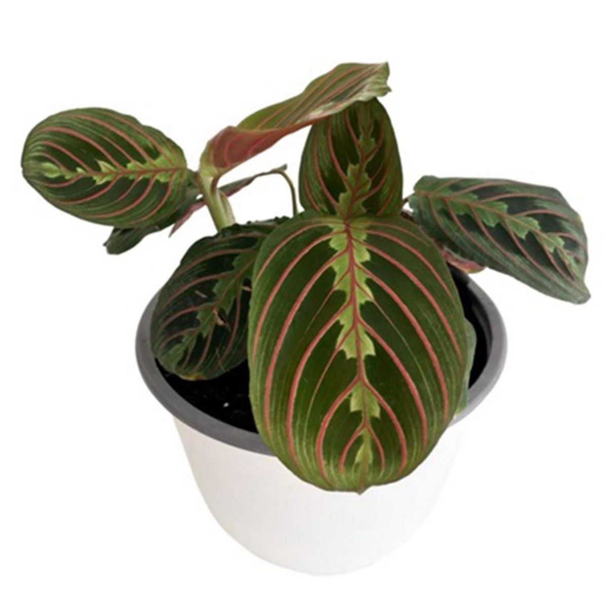 GENERICO - Maranta Leuconera 10 cm Natural CT
