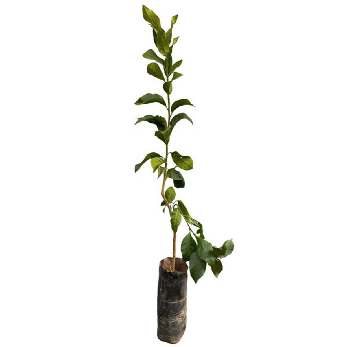 GENERICO - Árbol Limonero Eureka Natural 80 cm