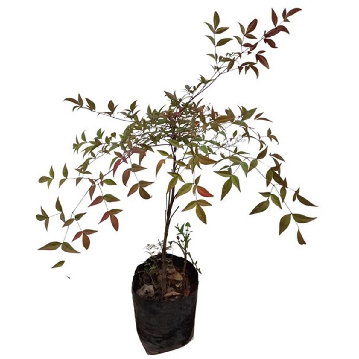 GENERICO - Arbusto Nandina Natural 40 cm