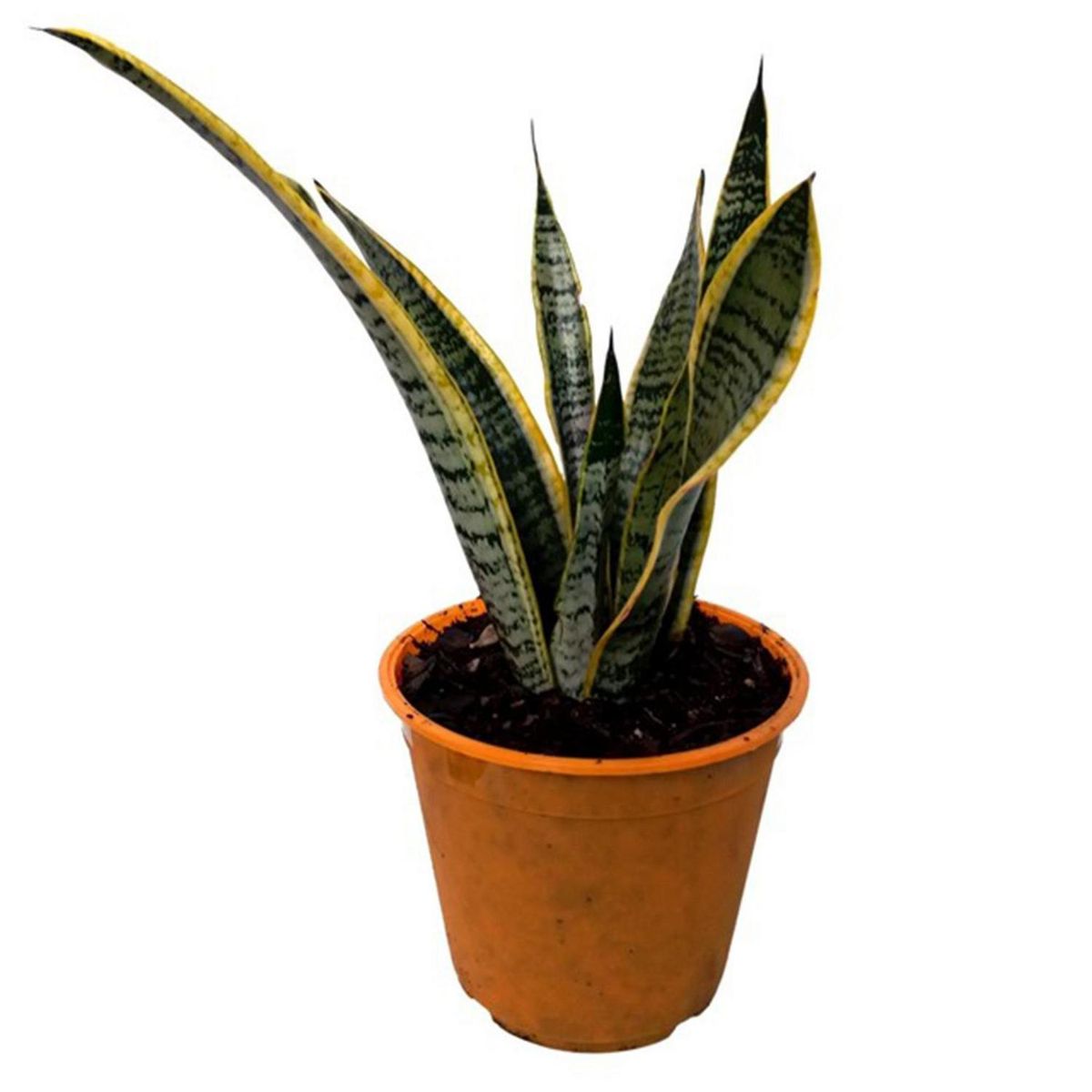 GENERICO - Sansevieria 30 cm Natural CT20