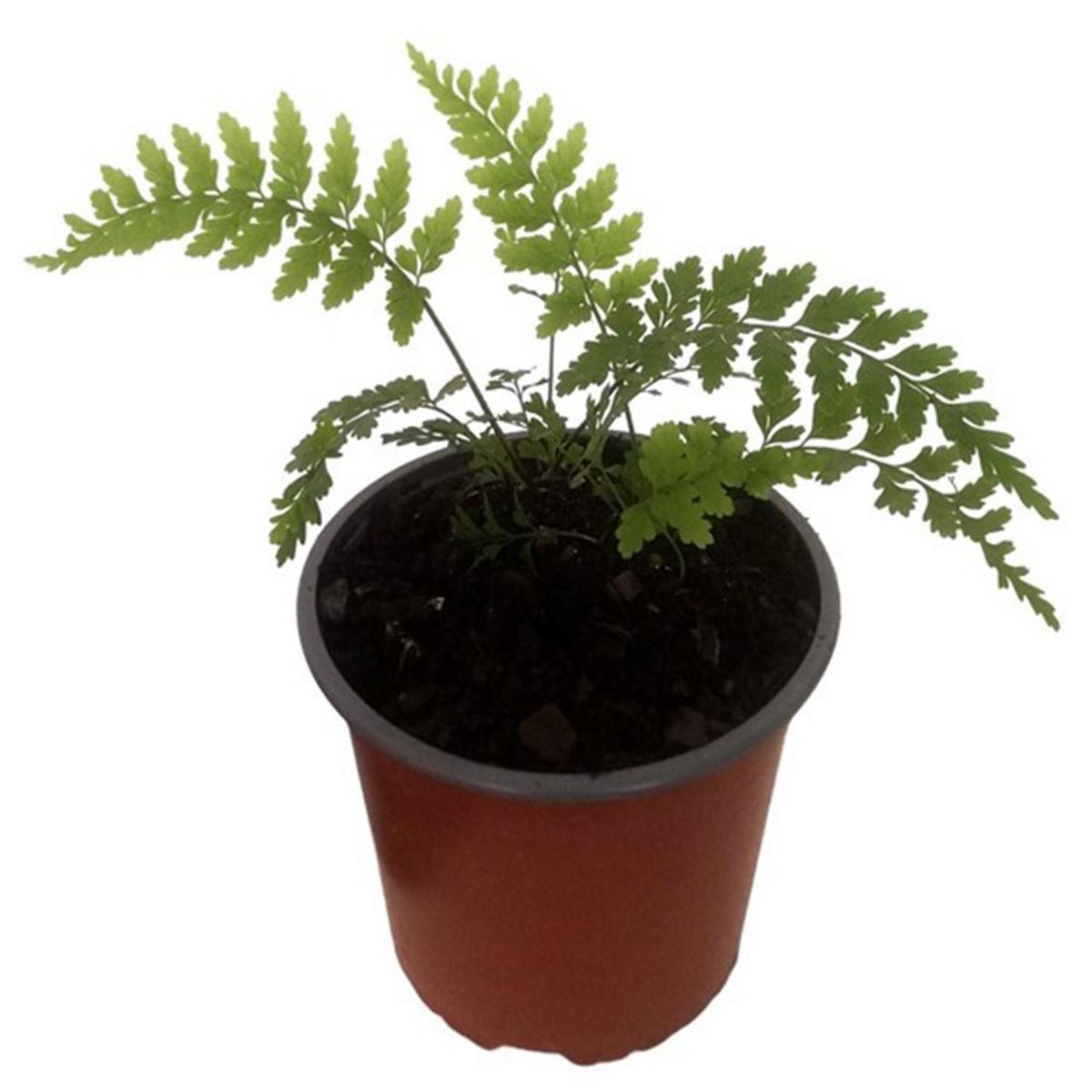 GENERICO - Helecho Vivipara 10 cm Natural CT15