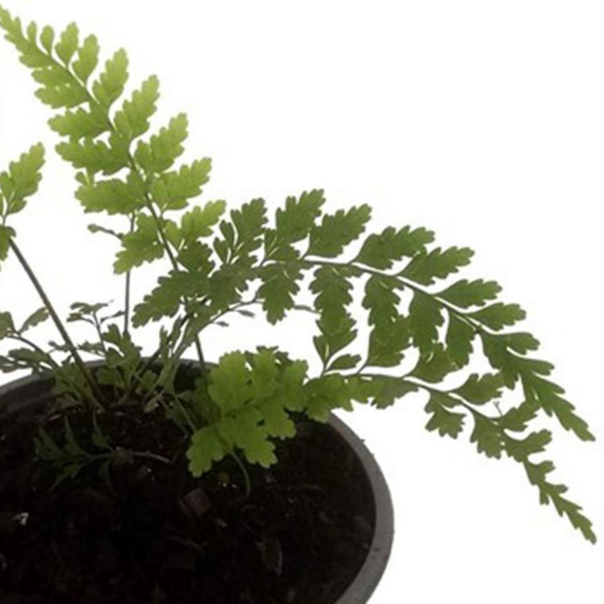 GENERICO - Helecho Vivipara 10 cm Natural CT15