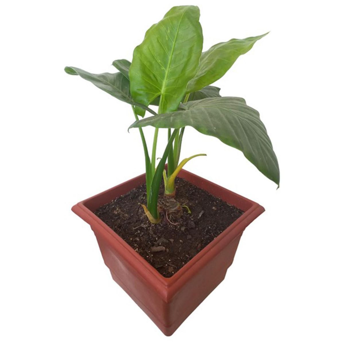 GENERICO - Manto de Eva 30 cm Natural CT30