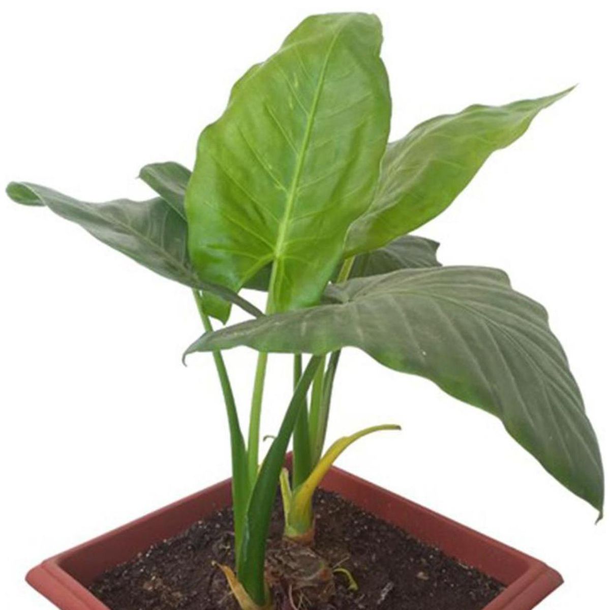 GENERICO - Manto de Eva 30 cm Natural CT30