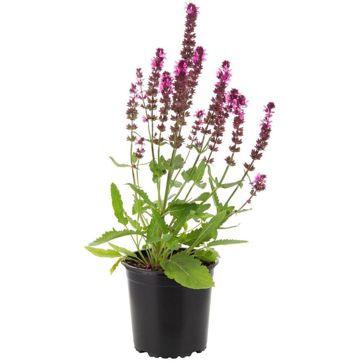 LAS BANDURRIAS - Salvia Superba 15 cm Natural CT13