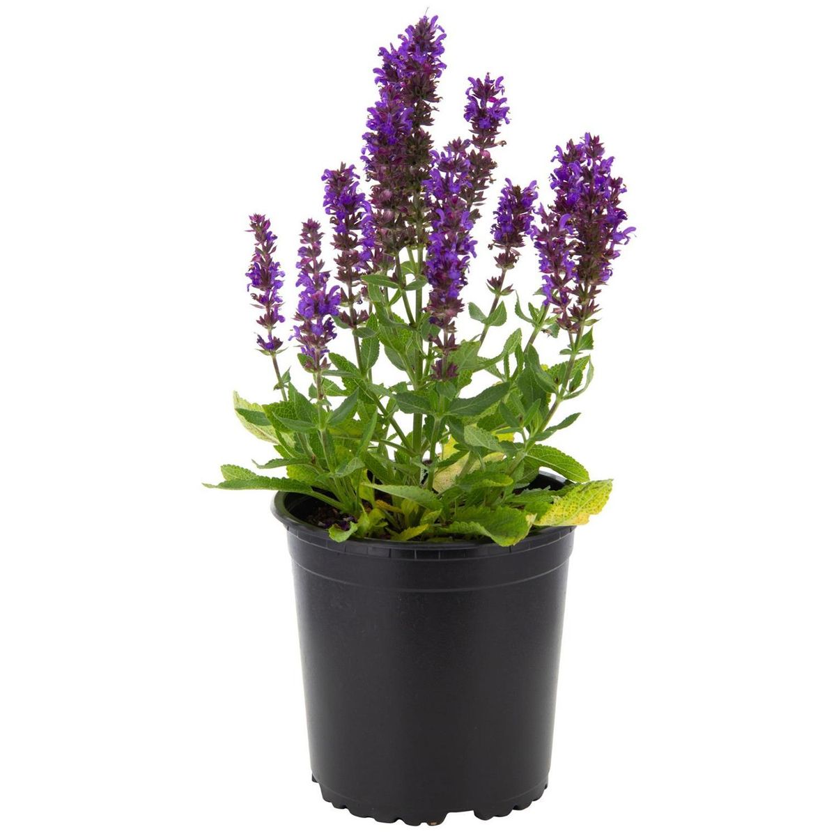 LAS BANDURRIAS - Salvia Superba 15 cm Natural CT13
