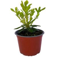 Pittosporo Tobira En 15 cm Natural CT14