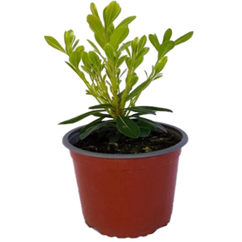LAS BANDURRIAS - Pittosporo Tobira En 15 cm Natural CT14