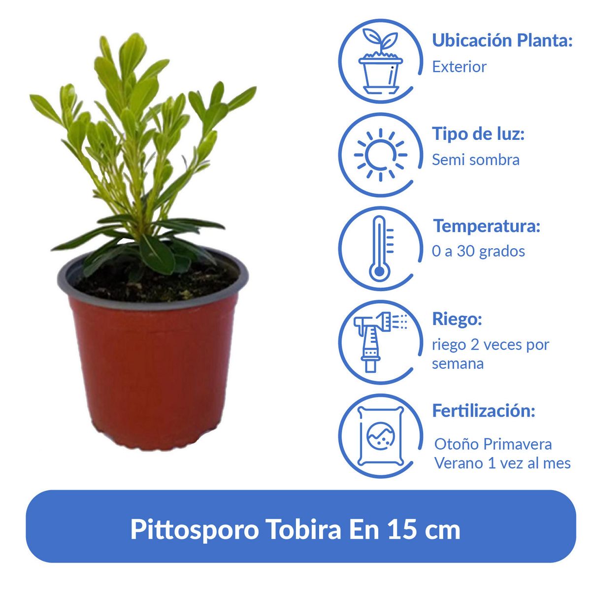 LAS BANDURRIAS - Pittosporo Tobira En 15 cm Natural CT14
