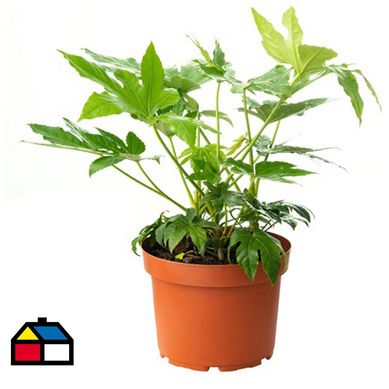 Aralia Japonica 30 cm Natural CT32