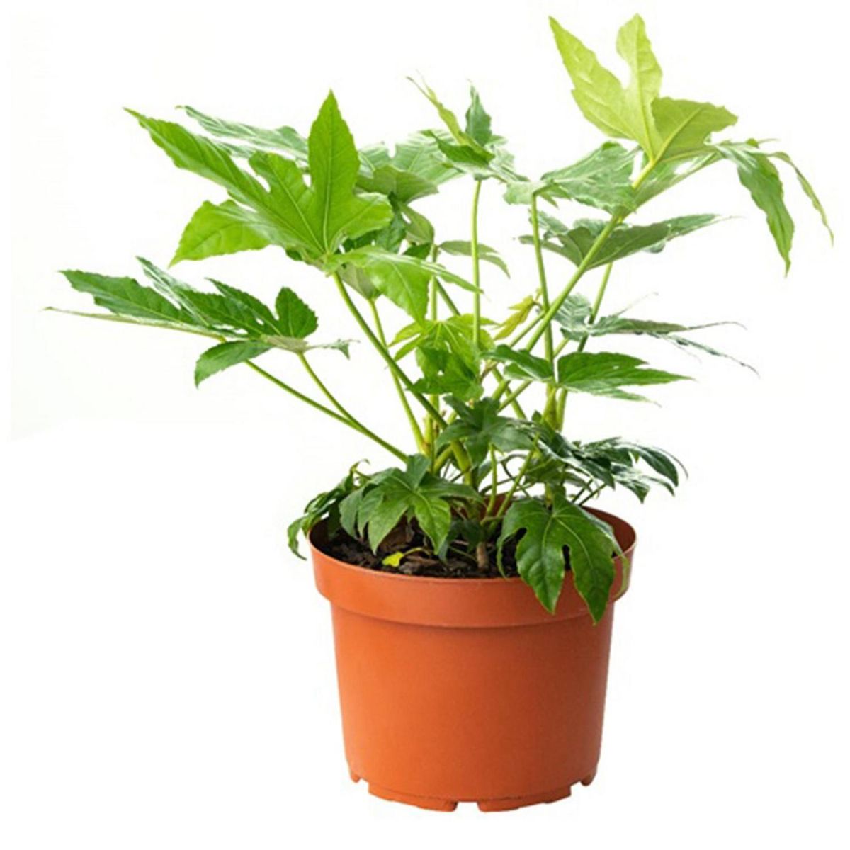 VIVEROS HIJUELAS - Aralia Japonica 30 cm Natural CT32