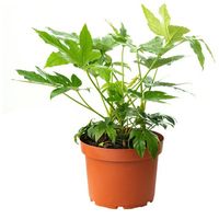 Aralia Japonica 30 cm Natural CT32
