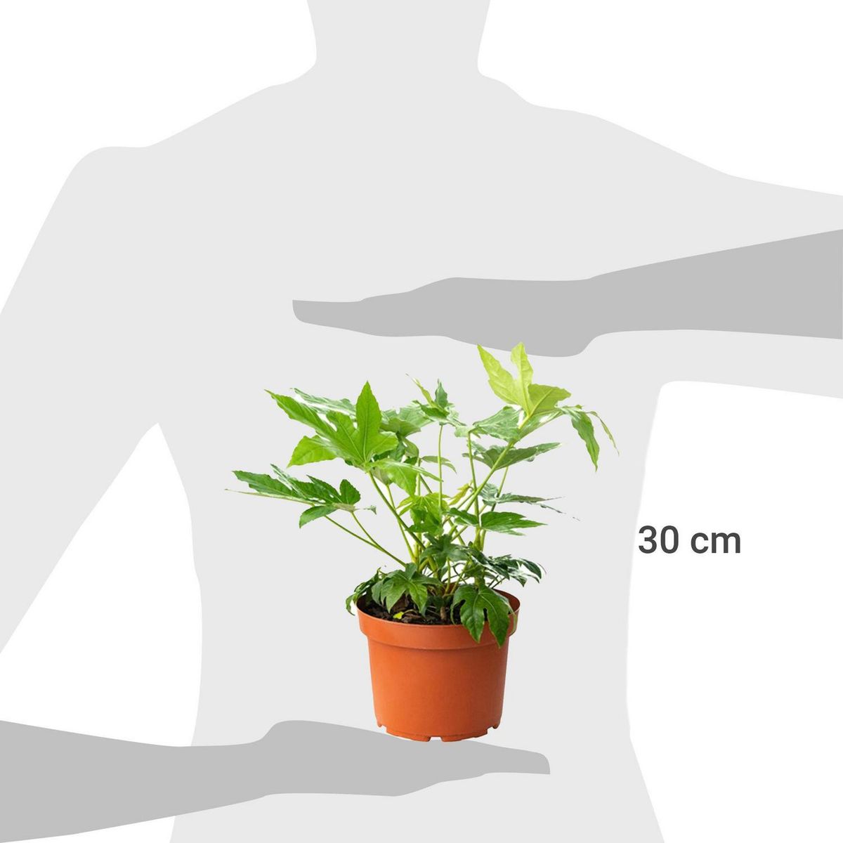 VIVEROS HIJUELAS - Aralia Japonica 30 cm Natural CT32