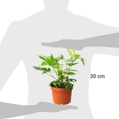 Imagen 2 del producto Aralia Japonica 30 cm Natural CT32