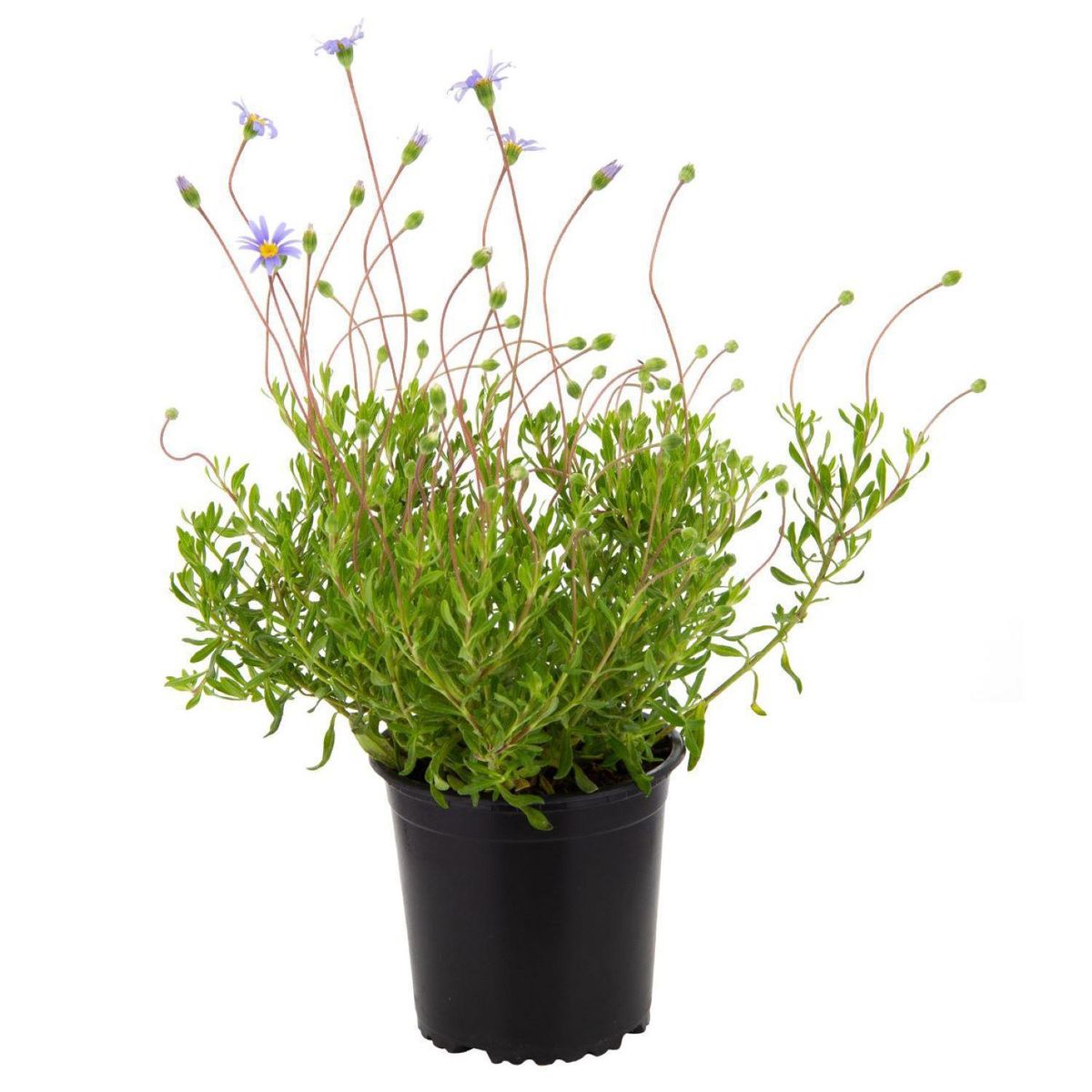 LAS BANDURRIAS - Planta Agatea 10 cm Natural CT13