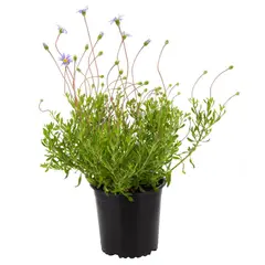LAS BANDURRIAS - Planta Agatea 10 cm Natural CT13