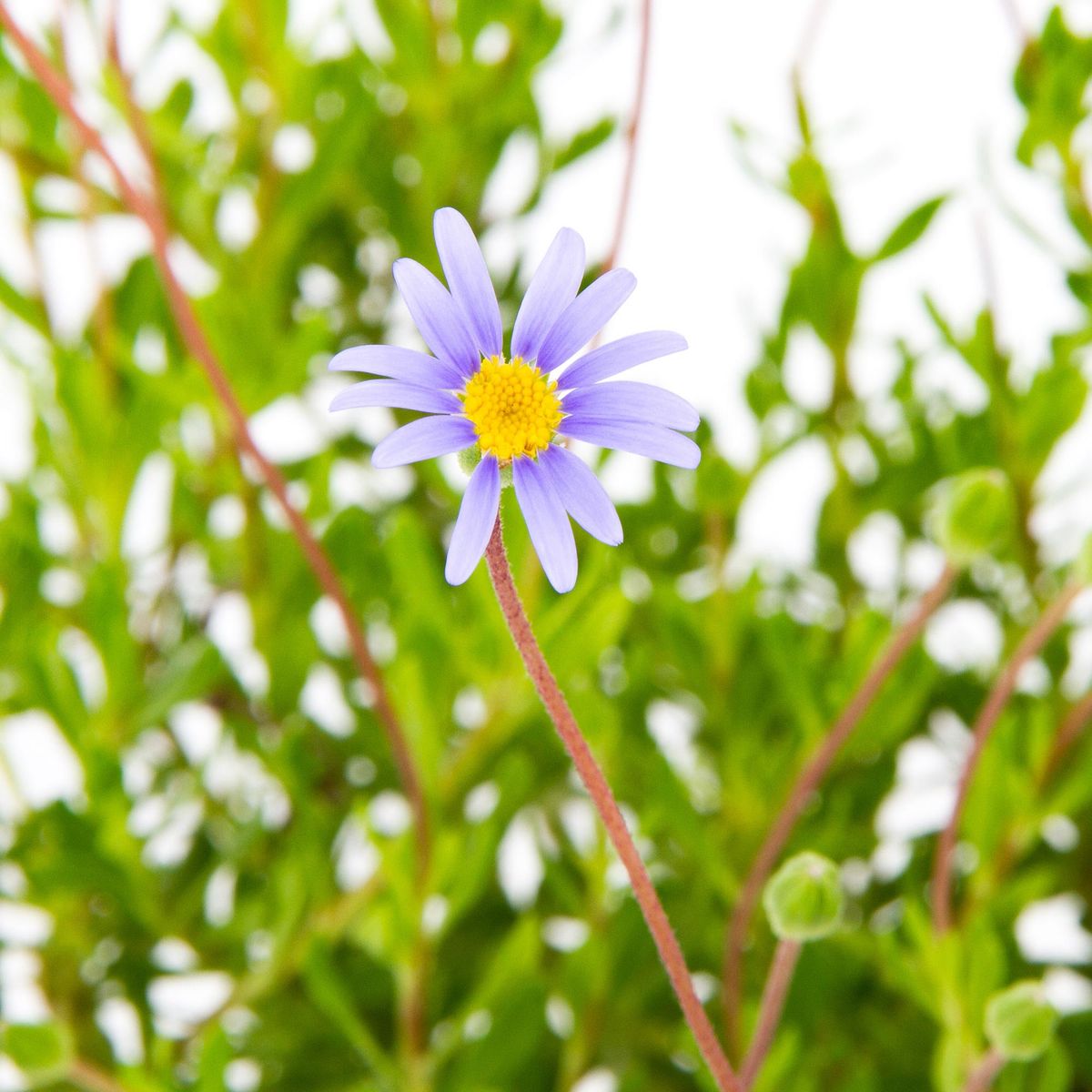 LAS BANDURRIAS - Planta Agatea 10 cm Natural CT13