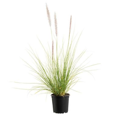 Penisetum Rupeliano 15 cm Natural CT14