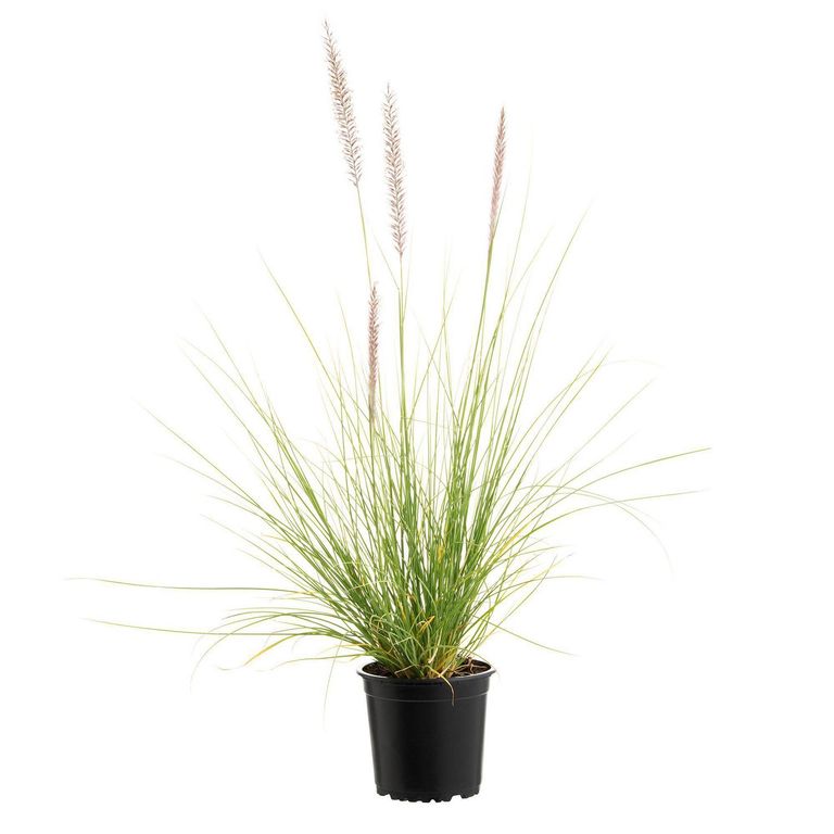 Penisetum Rupeliano 15 cm Natural CT14