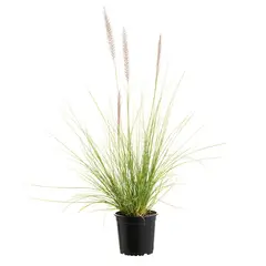 LAS BANDURRIAS - Penisetum Rupeliano 15 cm Natural CT14