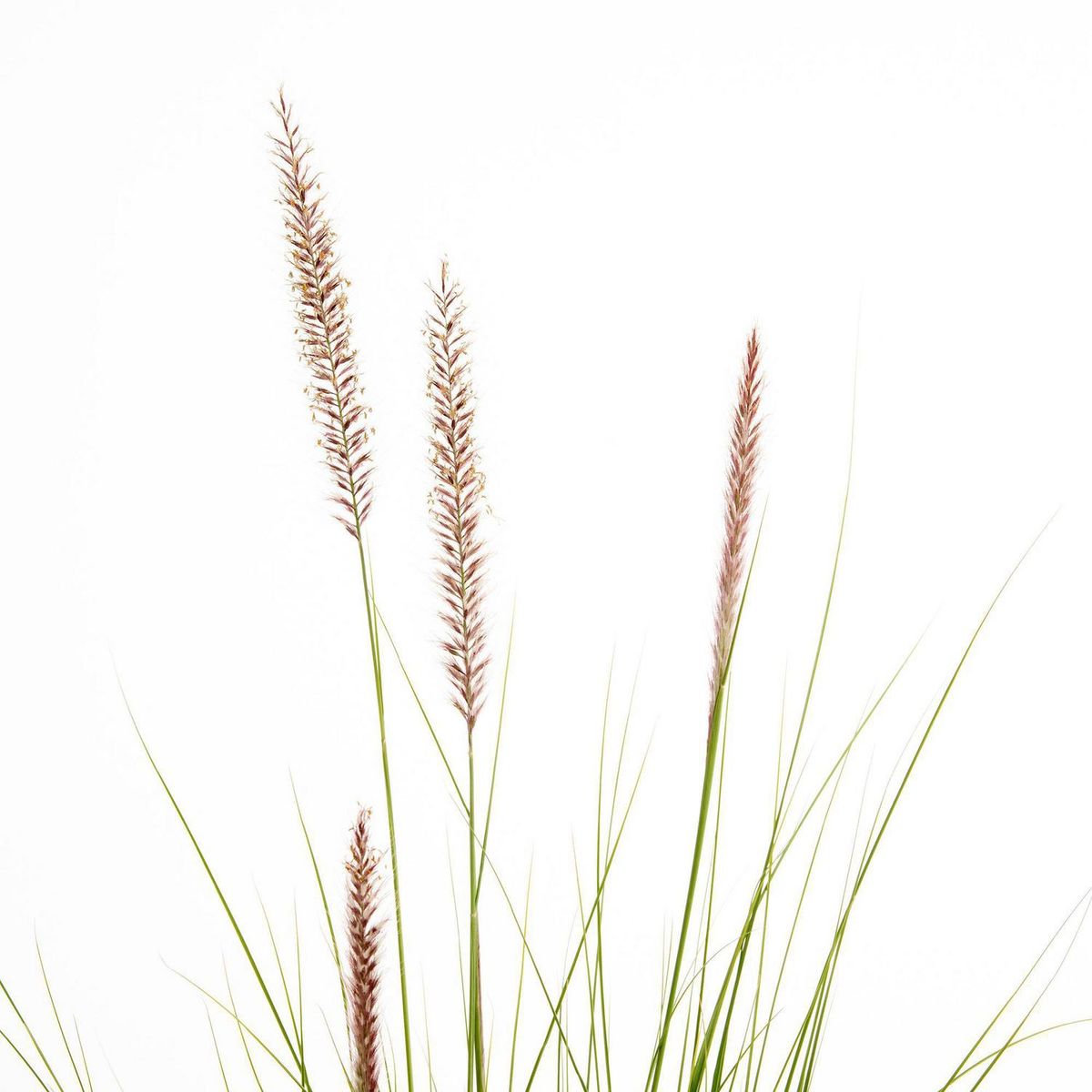 LAS BANDURRIAS - Penisetum Rupeliano 15 cm Natural CT14