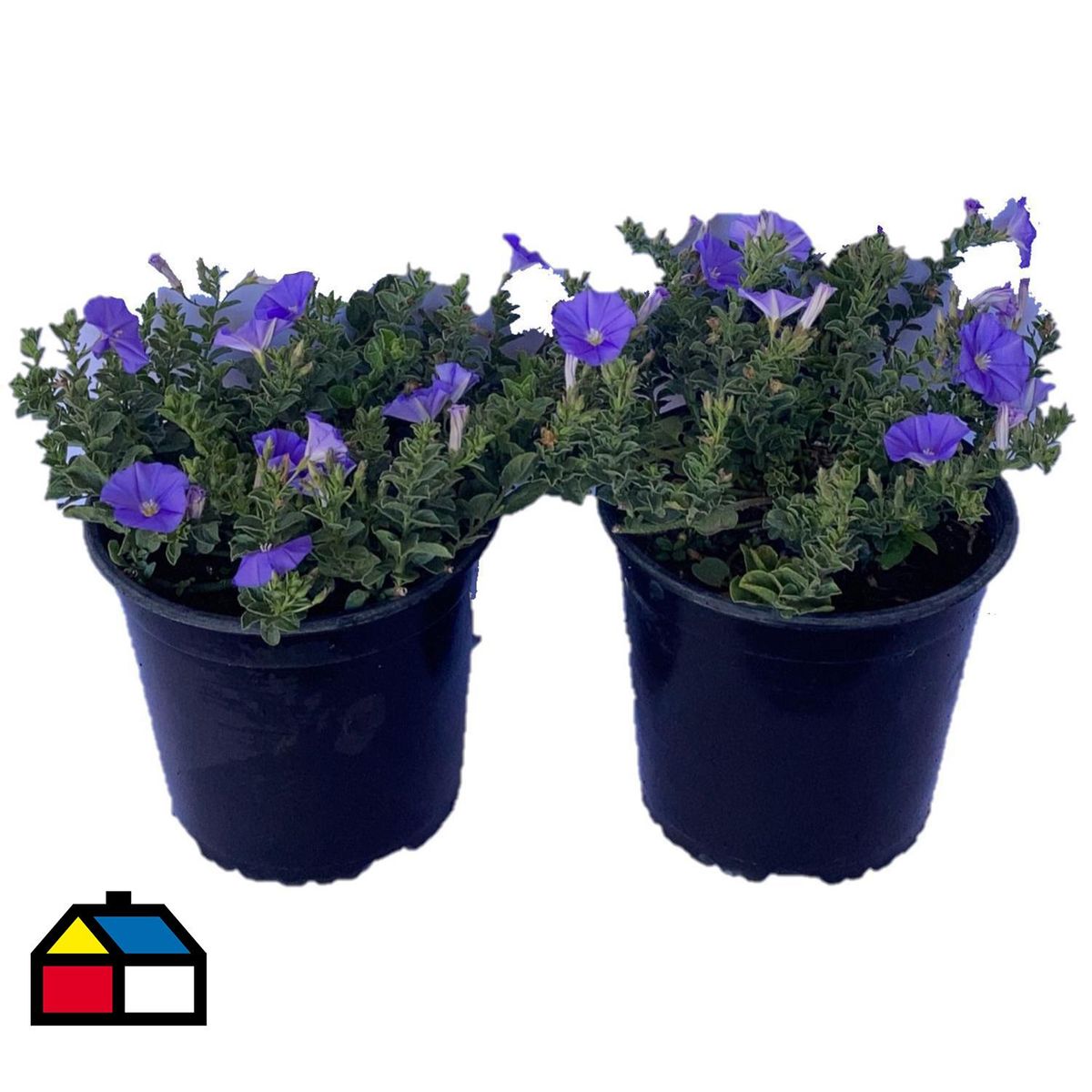 GENERICO - Convolvulus 15 cm Natural CT17