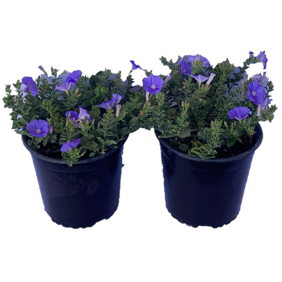 GENERICO - Convolvulus 15 cm Natural CT17