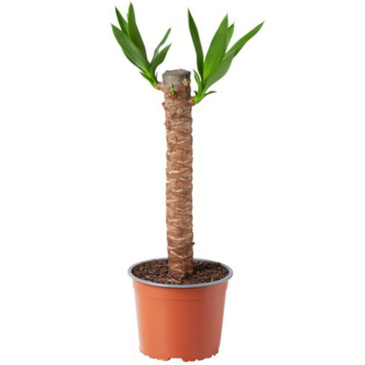 VIVEROS HIJUELAS - Yuca 40 cm Natural CT17