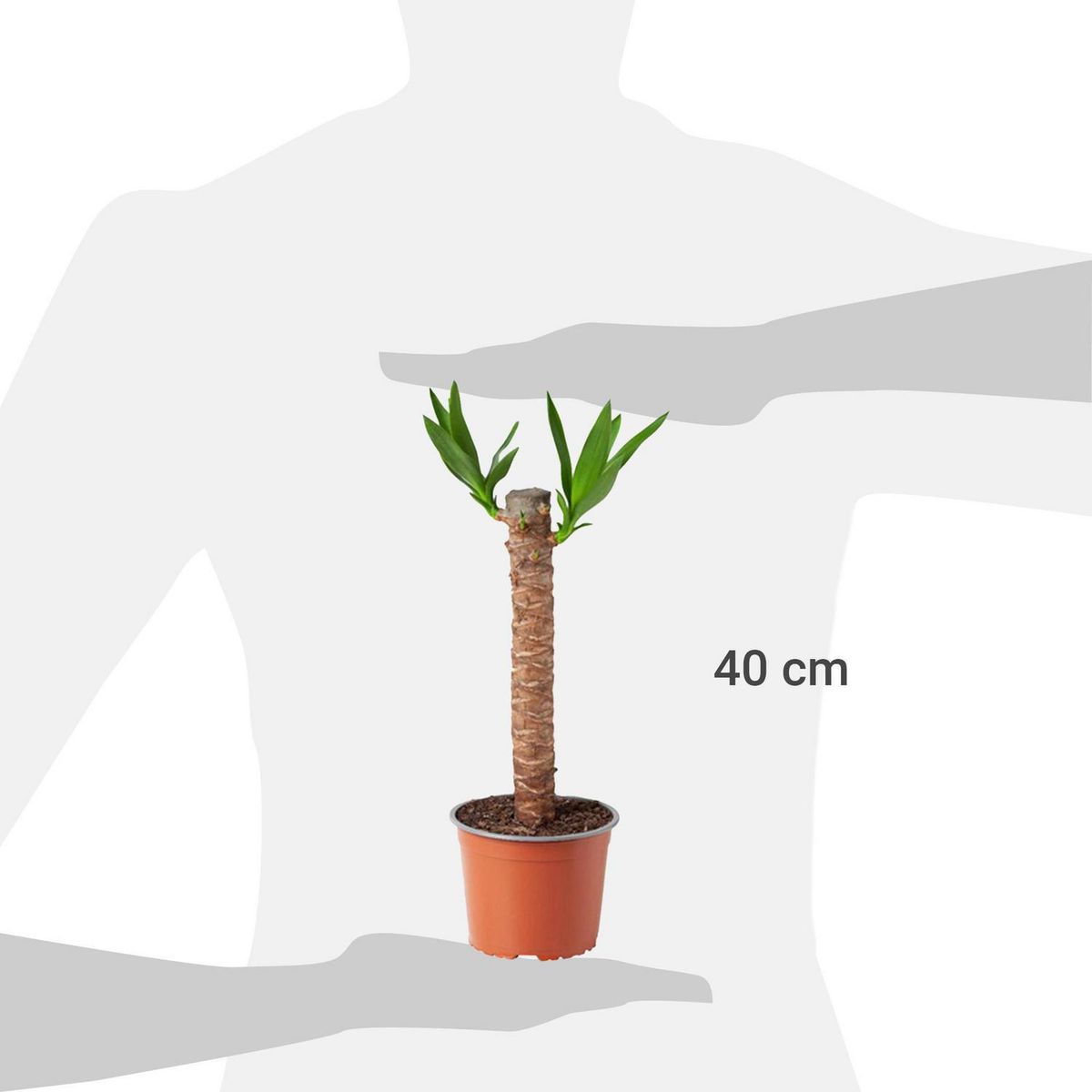 VIVEROS HIJUELAS - Yuca 40 cm Natural CT17