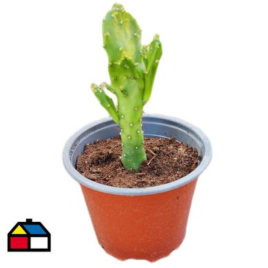 Cactus variedades CT10