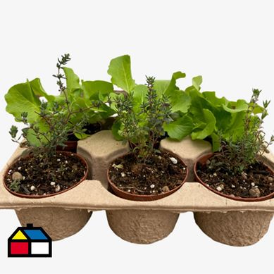 Pack 6 plantines para huerto