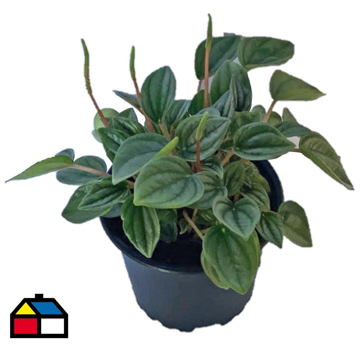 LAS BANDURRIAS - Peperomia Napoli 10 cm Natural CT10