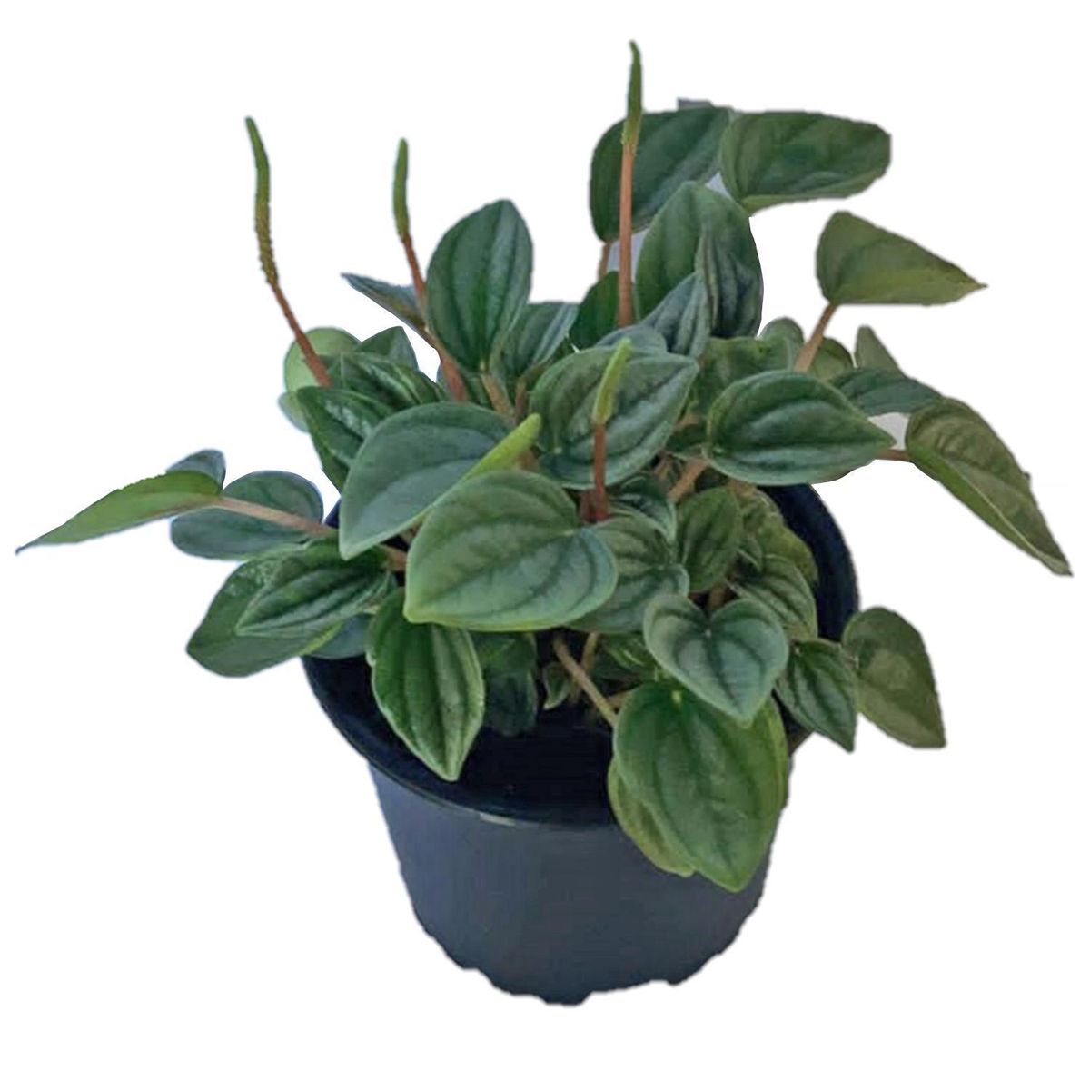 LAS BANDURRIAS - Peperomia Napoli 10 cm Natural CT10