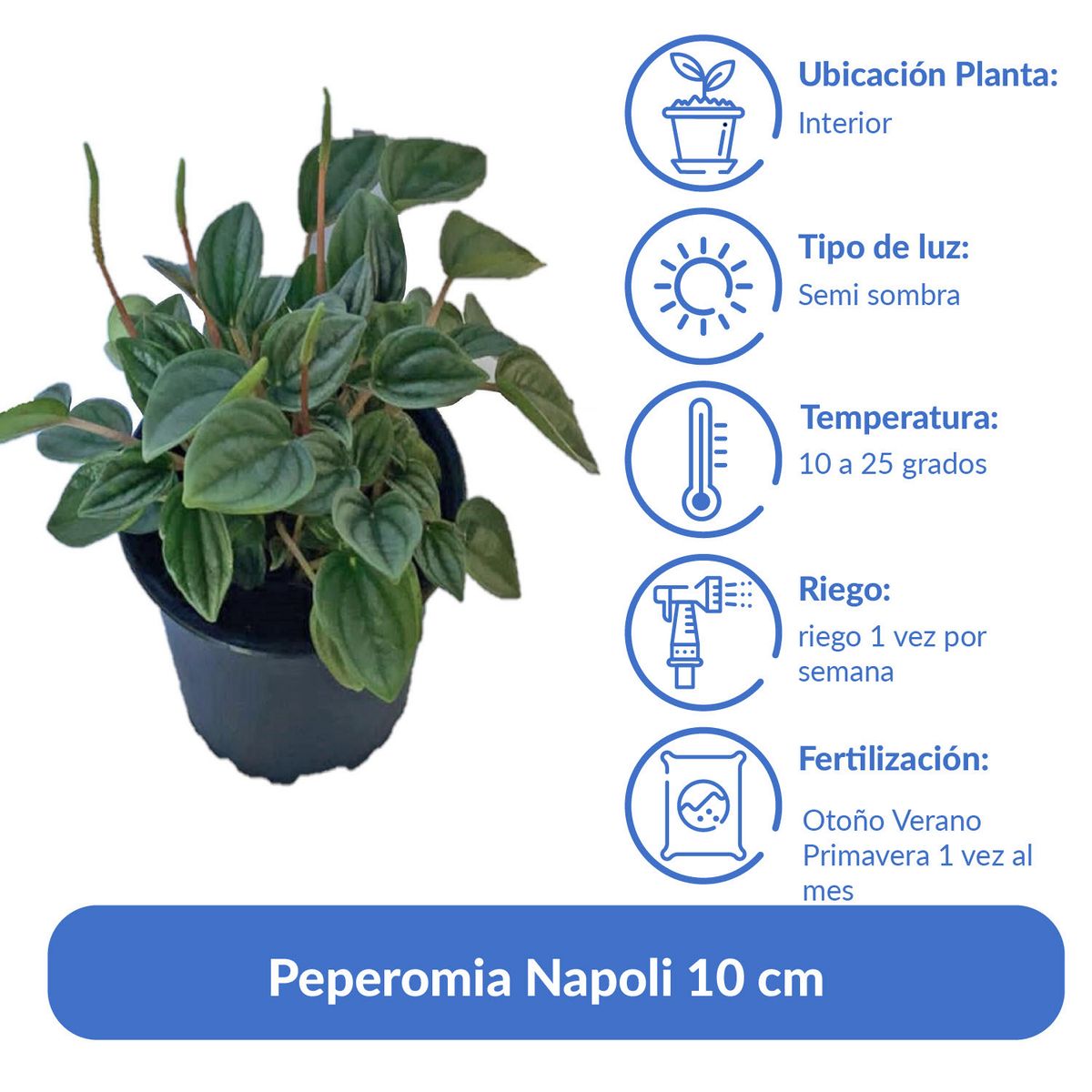 LAS BANDURRIAS - Peperomia Napoli 10 cm Natural CT10