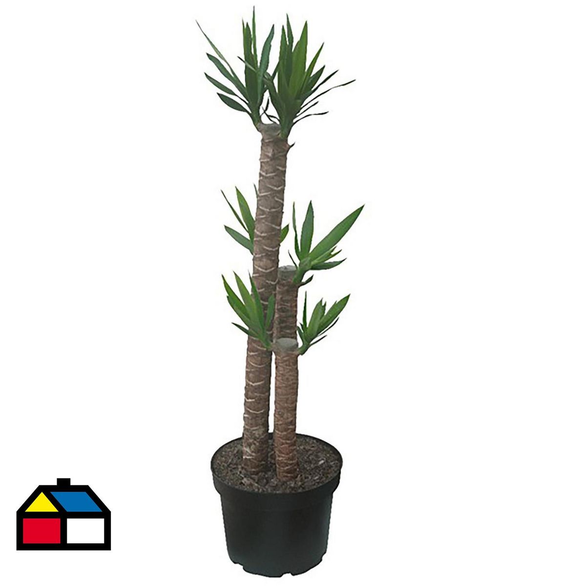 VIVEROS HIJUELAS - Yuca Trío 100 cm Natural CT32