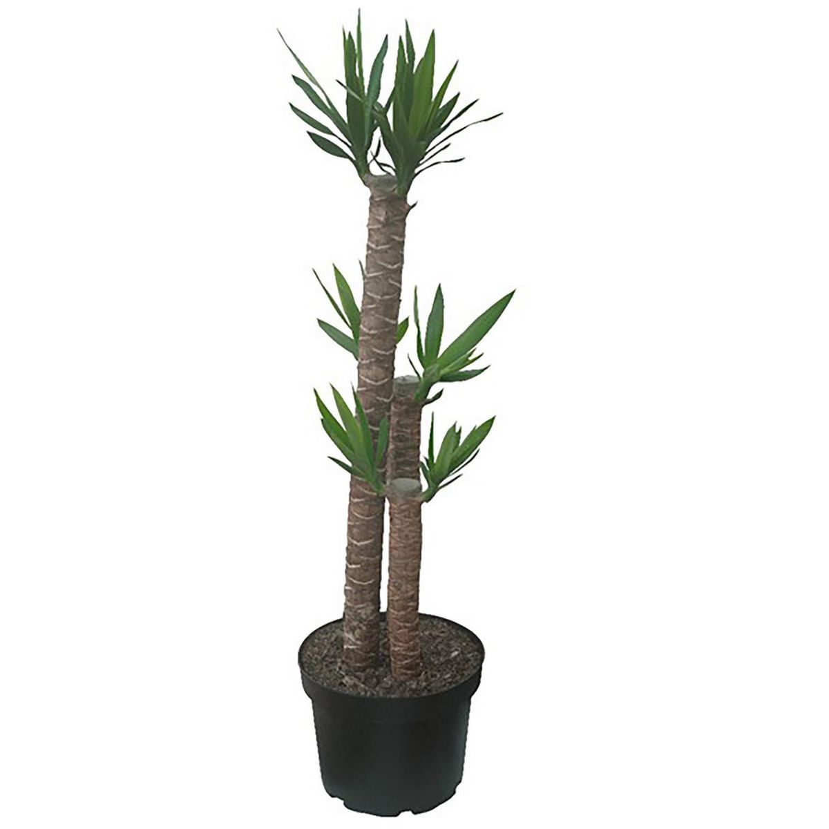 VIVEROS HIJUELAS - Yuca Trío 100 cm Natural CT32